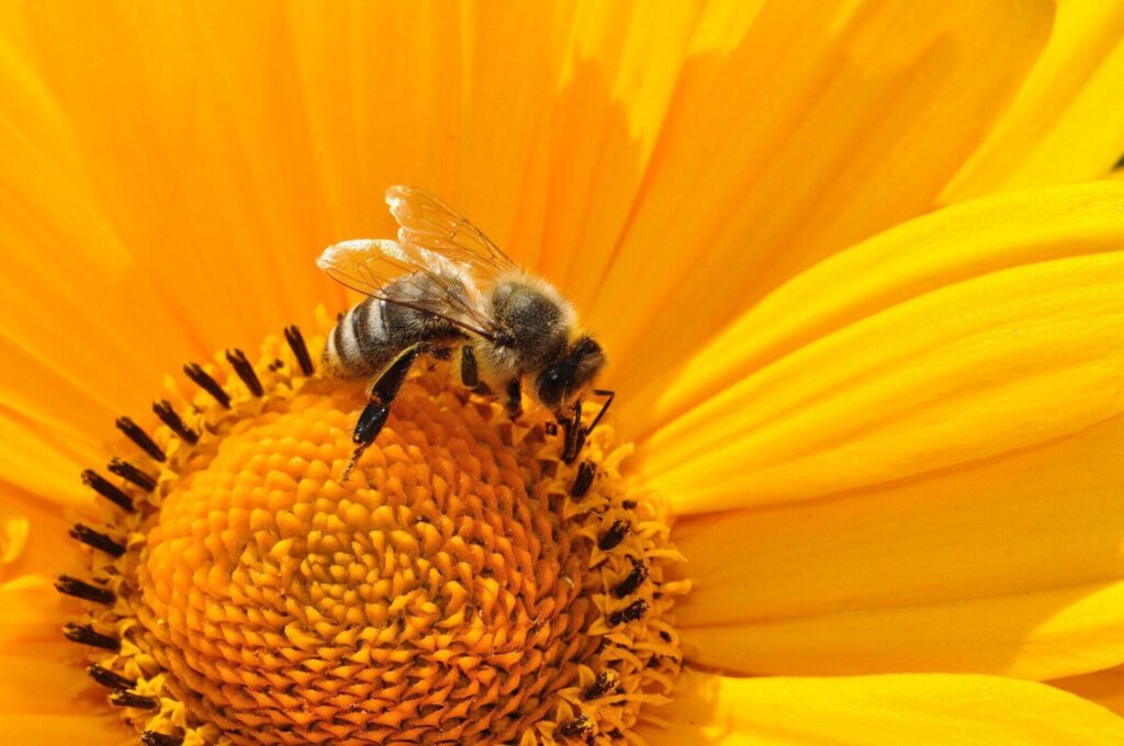 beeswax is cruelty-free